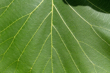 Close-up of a green leaf showing detailed vein structure and textured surface. A natural pattern highlighting plant anatomy and vascular design in dicotyledonous foliage.