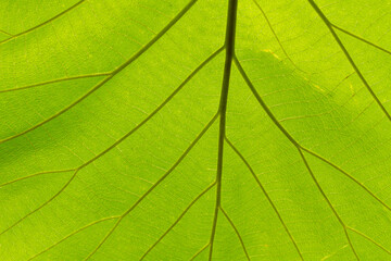 A detailed macro shot showcases the intricate vein patterns of a vibrant green leaf. Sunlight filters through the leaf, illuminating its delicate structure and highlighting the natural beauty