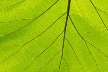 A detailed macro shot showcases the intricate vein patterns of a vibrant green leaf. Sunlight filters through the leaf, illuminating its delicate structure and highlighting the natural beauty