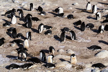Antarctic penguins