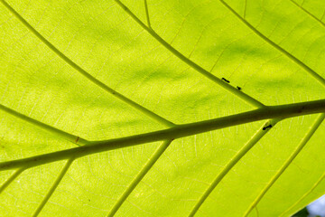 A macro shot captures two small ants silhouetted on a vibrant green leaf. The intricate vein patterns of the leaf are highlighted by bright sunlight filtering from behind