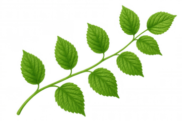 Green leaves sprouting from branch, isolated against transparent backdrop, ideal for botanical graphic elements