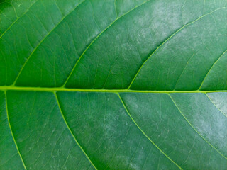 close up of green leaf texture background