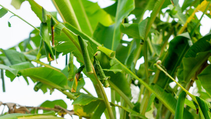 Rolled banana leaves on a tree, where Erionota thrax (banana skipper, palm redeye, ulat tuyung)...
