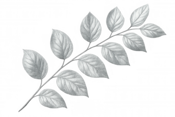 Silver leaves branch pencil drawing isolated on transparent background, ideal for nature-themed projects