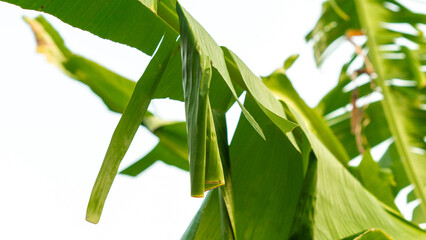 Rolled banana leaves on a tree, where Erionota thrax (banana skipper, palm redeye, ulat tuyung) caterpillars live and pupate.