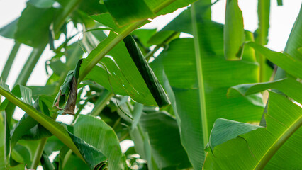 Rolled banana leaves on a tree, where Erionota thrax (banana skipper, palm redeye, ulat tuyung) caterpillars live and pupate.