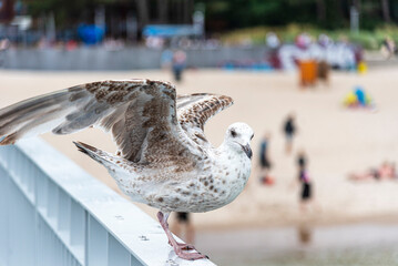 Close-up of a seagull perched on the railing of the pier (Kolobrzeg, Poland) with the blurred beach and relaxing tourists in the background.