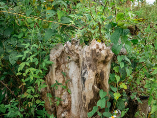 Weathered Tree Stump Amidst Lush Green Foliage in forest