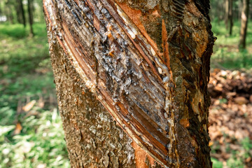 Rubber Tree Tapping Harvesting Latex in a Tropical Plantation