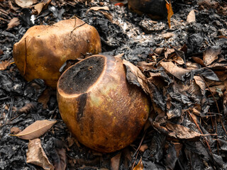 Close up of charred coconuts amidst burnt leaves