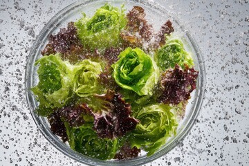 Fresh green and red lettuce leaves being washed in a bowl with splashes of water