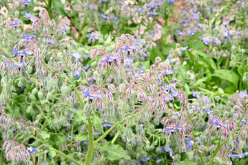 初夏の布引ハーブ園