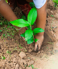 Students are planting trees together.