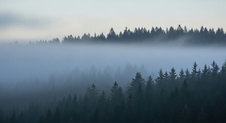 Fototapeta premium Ethereal woodland landscape captured in morning mist, highlighting nature's serenity