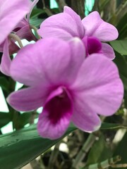 Naklejka premium pink and purple