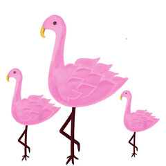 Flamingos mother walks with her two children in search of food, animation