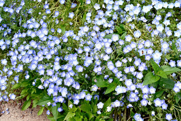 初夏の布引ハーブ園