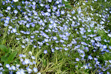 初夏の布引ハーブ園