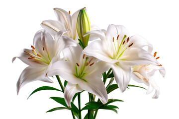 Fototapeta premium Elegant white lilies bloom with delicate petals and vibrant stamens on a dark canvas transparent background