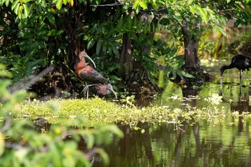 Ibises resting under wetland canopy, Wakodahatchee Florida
