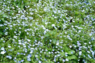 初夏の布引ハーブ園