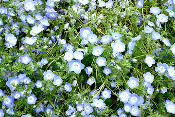 初夏の布引ハーブ園