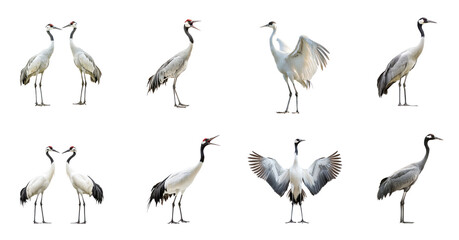 Collection of Crane interacting Two cranes engage in social behavior, such as synchronized movements or displays. full length isolate on transparent background