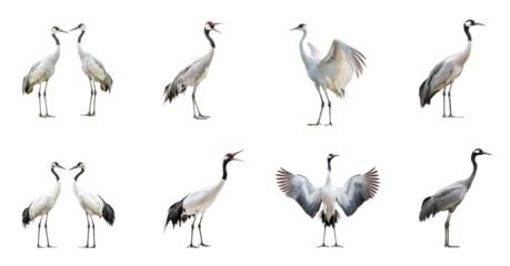 Collection of Crane interacting Two cranes engage in social behavior, such as synchronized movements or displays. full length isolate on transparent background