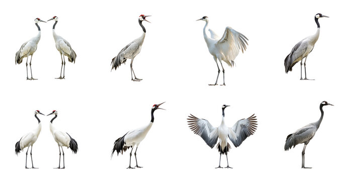 Collection of Crane interacting Two cranes engage in social behavior, such as synchronized movements or displays. full length isolate on transparent background