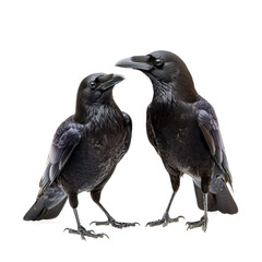 Fototapeta premium Crow interacting Two crows stand close together or engage in a brief display. full length isolate on transparent background