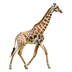 Naklejka premium Giraffe walking A giraffe moves gracefully with long strides and neck swaying. full length isolate on transparent background