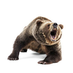 Fototapeta premium Bear stretching A bear stretches its front legs forward, arching its back and yawning. full length isolate on transparent background