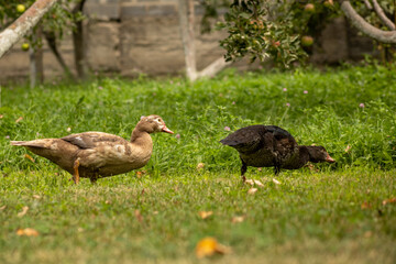 cottage animals plants flowers outdoor furniture Almaty