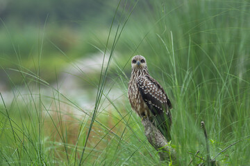 Black Kite (Milvus migrans) perching gracefully on the ground against a lush green background.