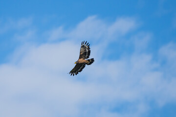 Crested Serpent-eagle (Spilornis cheela) soaring high in flight with broad wings spread wide.
