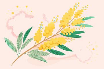 Yellow Mimosa Flower Branch Isolated on White Background – Acacia Dealbata Blossom Illustration