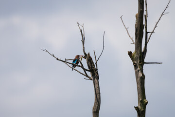 White-throated Kingfisher (Halcyon smyrnensis) perched with a fresh catch clutched in its beak.
