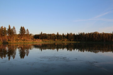 Fototapeta premium reflection of trees in water