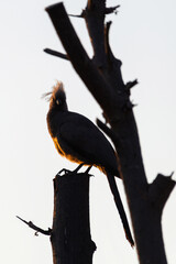 Touraco concolore perché au lever du jour