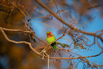 Inséparable rosegorge perché sur une branche, 