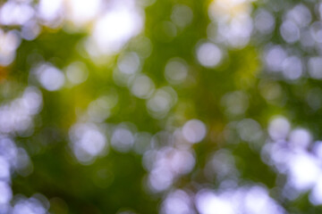 Obraz premium Blur green forest. Blurred leaves form a green background. Forest background, lush green foliage. Greenery nature background. A soft-focus tree backdrop.