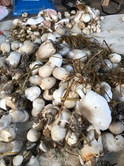 seashells on the beach