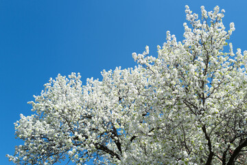 Branches of blossoming cherry on blue sky background. Spring photo of blossom spring nature. White flowers the fruit tree. Cherry blossoms white flowers against a blue sky.