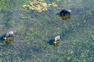 Arial telephoto shot of an African Buffalo -Syncerus caffer- grazing in the Okavango Delta...