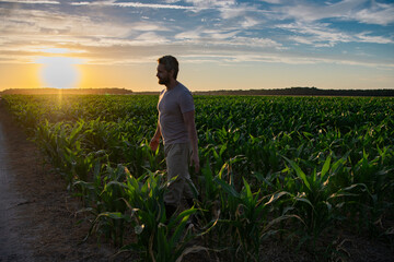 A farmer inspects the cornfield on sunrise. The male farmer works outdoors in the field....