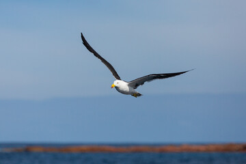 A majestic Pacific Gull (Larus pacificus) gliding gracefully through the blue sky on the southern...