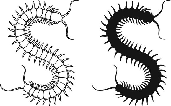 Vector centipede illustration insect outline black silhouette
