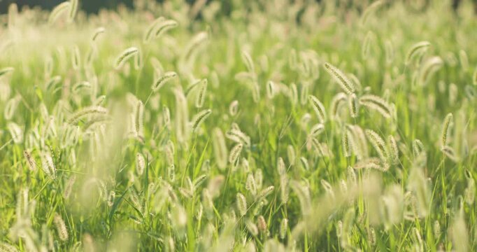 Chinese mother and son playing with foxtail grass outdoors