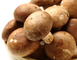 Close-up of brown mushrooms